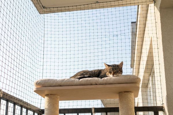 Reti per gatti e volati